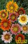 Seminte profesionale Gazania rigens - imagine 23139